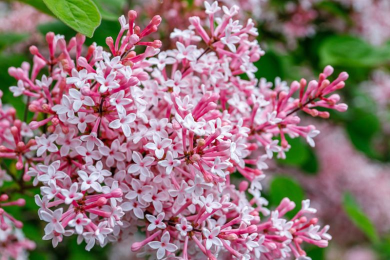 Syringa Josee, Lilac 'Josee', Syringa 'Morjos 060f', Syringa vulgaris 'Josee' , Bicolor Lilac, Pink lilac, Fragrant Lilac
