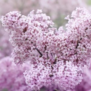 Syringa Meyeri 'Palibin', Lilac 'Palibin', Meyer Lilac 'Palibin', Dwarf Korean Lilac, Pink Lilac, Purple lilac