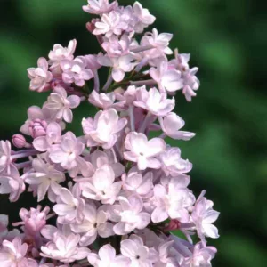 Syringa x hyacinthiflora 'Anabel', Syringa 'Anabel', Early Flowering Lilac 'Anabel', Early Hybrid Lilac 'Anabel', Pink lilac, Fragrant Lilac, Pi Flowers, Fragrant Shrub, Fragrant Tree