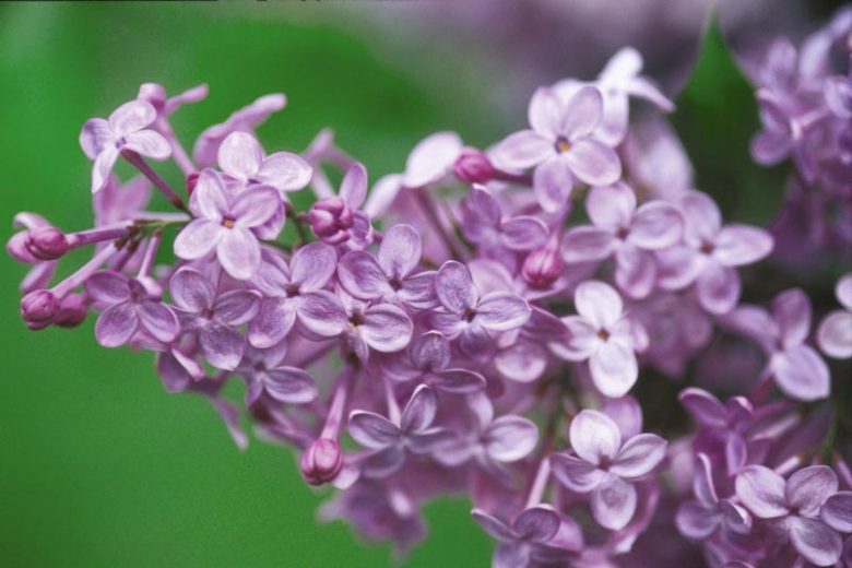 Syringa x hyacinthiflora 'Asessippi', Syringa 'Asessippi', Early Flowering Lilac 'Asessippi', Early Hybrid Lilac 'Asessippi', Lavender lilac, Fragrant Lilac, Lavender Flowers, Fragrant Shrub, Fragrant Tree