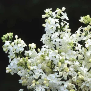 Syringa x hyacinthiflora 'Mount Baker', Syringa 'Mount Baker', Early Flowering Lilac 'Mount Baker', Early Hybrid Lilac 'Mount Baker', White lilac, Fragrant Lilac, White Flowers, Fragrant Shrub, Fragrant Tree