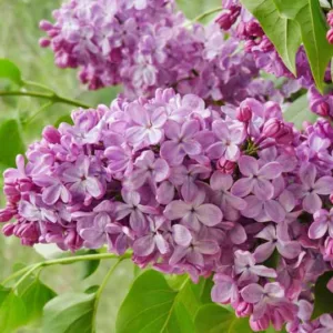 Syringa x hyacinthiflora 'Old Glory', Syringa 'Old Glory', Early Flowering Lilac 'Old Glory', Early Hybrid Lilac 'Old Glory', Purple lilac, Fragrant Lilac, Purple Flowers, Fragrant Shrub, Fragrant Tree