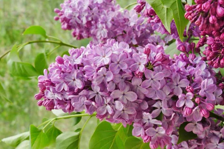 Syringa Lilacs - Full Quart Potted Plants — Pacific Royal