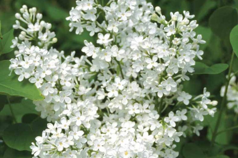 Syringa x oblata 'Betsy Ross', Syringa 'Betsy Ross', Lilac 'Betsy Ross', White lilac, Fragrant Lilac, White Flowers, Fragrant Shrub, Fragrant Tree