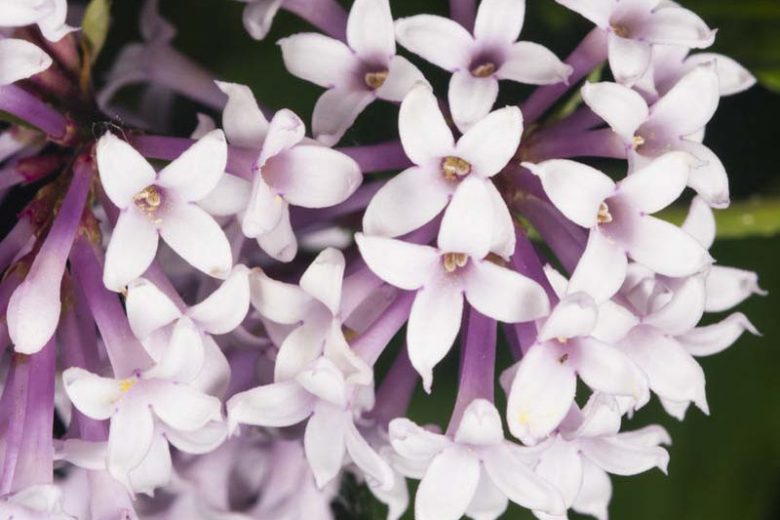 Syringa x persica', Persian Lilac, Fragrant Lilac, Purple Flowers, Fragrant Shrub, Fragrant Tree, Purple Lilac