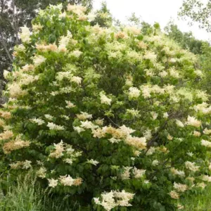 Syringa reticulata, Japanese Tree Lilac, Lilac Tree, Yellow Flowers, White Flowers, Fragrant Lilac