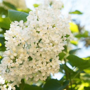 Syringa reticulata 'Ivory Silk', Japanese Tree Lilac 'Ivory Silk', Lilac Tree, Yellow Flowers, White Flowers, Fragrant Lilac