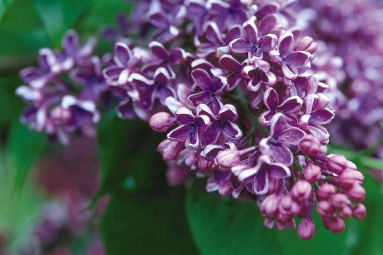 Syringa vulgaris 'Albert F. Holden',Syringa 'Albert F. Holden', Lilac 'Albert F. Holden', Purple lilac, Fragrant Lilac, Purpler Flowers, Fragrant Shrub, Fragrant Tree