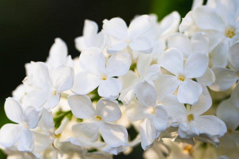Syringa vulgaris 'Avalanche',Syringa 'Avalanche', Lilac 'Avalanche', White lilac, Fragrant Lilac, White Flowers, Fragrant Shrub, Fragrant Tree