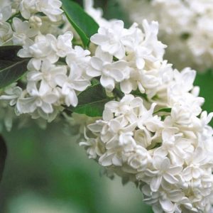 Syringa vulgaris 'Madame Lemoine',Syringa 'Madame Lemoine', Lilac 'Madame Lemoine', White lilac, Fragrant Lilac, White Flowers, Fragrant Shrub, Fragrant Tree