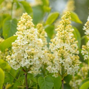Syringa vulgaris 'Primrose',Syringa 'Primrose', Lilac 'Primrose', Yellow lilac, Fragrant Lilac, Yellow Flowers, Fragrant Shrub, Fragrant Tree