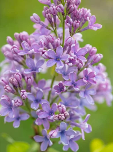 Syringa vulgaris 'Wedgewood Blue',Syringa 'Wedgewood Blue', Lilac 'Wedgewood Blue', blue lilac, Fragrant Lilac, blue Flowers, Fragrant Shrub, Fragrant Tree