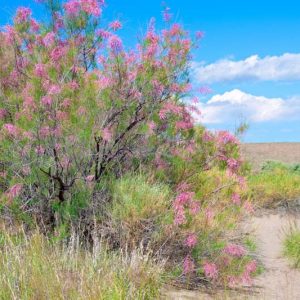 Tamarix ramosissima, Tamarisk, Saltcedar, Salt Cedar, Five-stamen Tamarix, Flowering Shrub, Pink flowers
