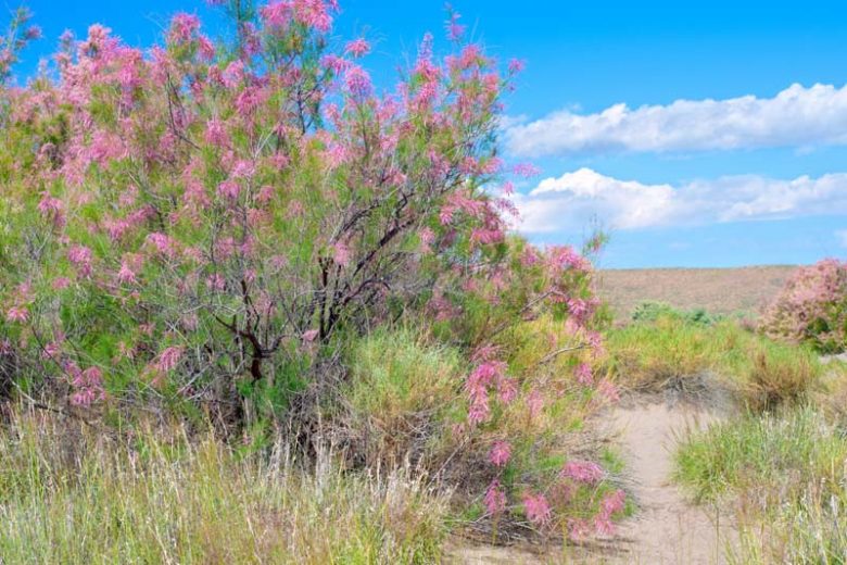 Tamarix ramosissima, Tamarisk, Saltcedar, Salt Cedar, Five-stamen Tamarix, Flowering Shrub, Pink flowers