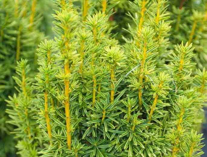 Taxus baccata 'David', English Yew 'David', Common Yew 'David', Evergreen Shrub, Evergreen Tree, Golden Conifer, Yellow Conifer