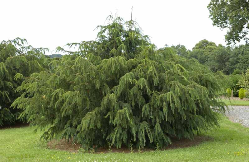 Taxus baccata 'Dovastoniana' (English Yew)