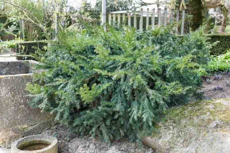 Taxus baccata 'Repandens', English Yew 'Repandens', Common Yew 'Repandens', Evergreen Shrub, Evergreen Tree