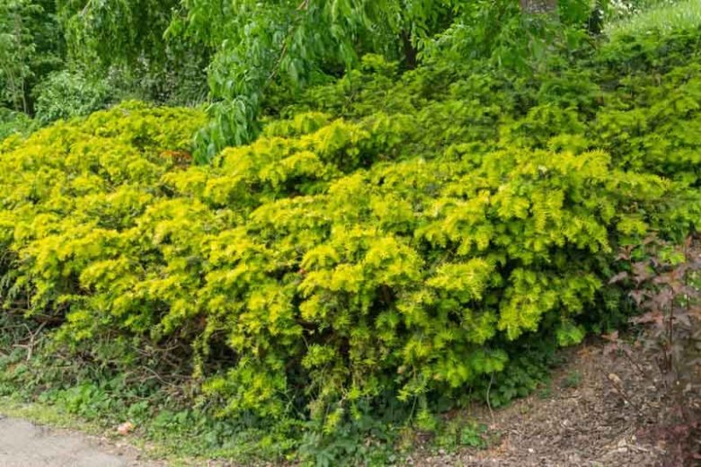 Taxus baccata 'Repens Aurea', English Yew 'Repens Aurea', Common Yew 'Repens Aurea', Taxus baccata 'Repandens Aurea', Evergreen Shrub, Evergreen Tree, Golden Conifer