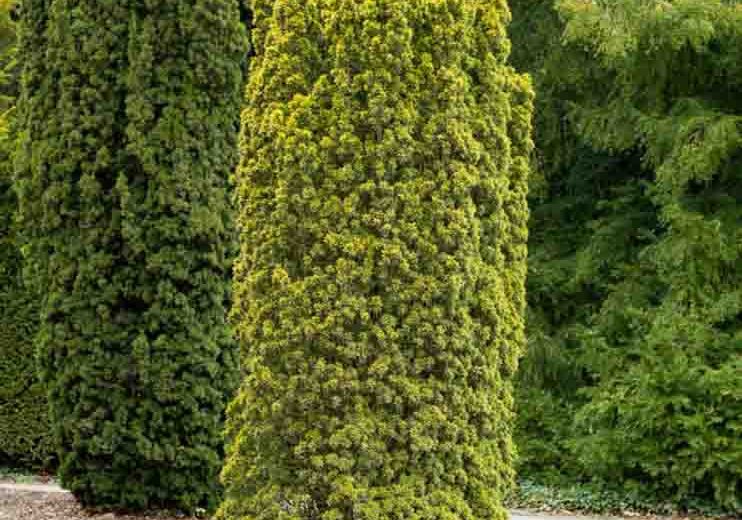Taxus baccata 'Standishii', English Yew 'Standishii', Common Yew 'Standishii', Evergreen Shrub, Evergreen Tree