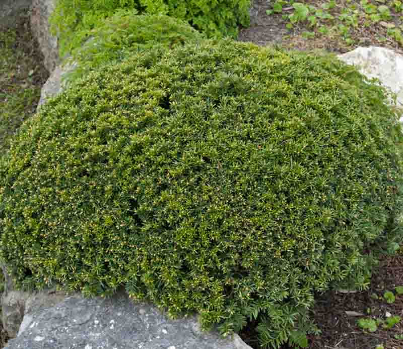 eukalyptus zimmerpflanze standort Eukalyptus kaufen main image 0