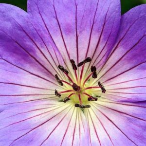 Hardy geranium, hardy geraniums, Best Hardy Geraniums, Evergreen Hardy Geraniums, Evergreen Cranesbill, Long blooming Geraniums, Shade plants, shade perennials, Groundcovers,Ground covers