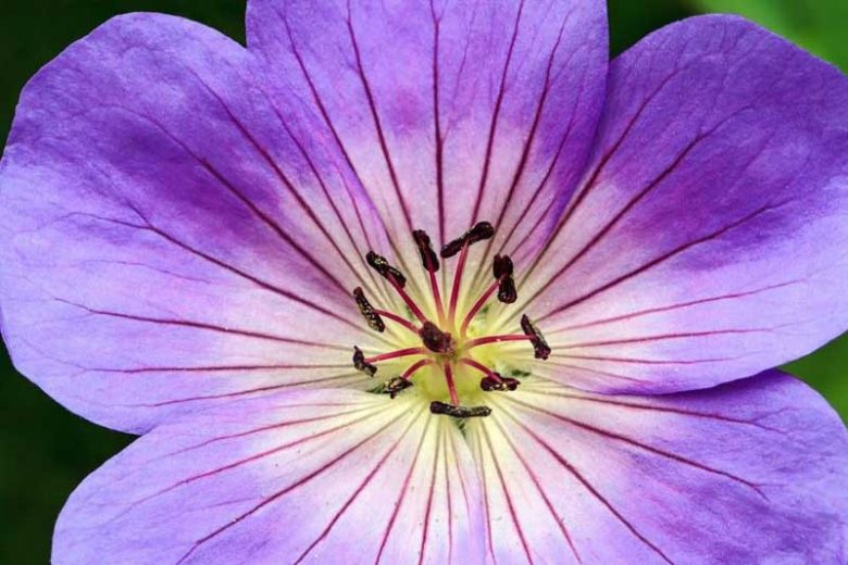 Hardy geranium, hardy geraniums, Best Hardy Geraniums, Evergreen Hardy Geraniums, Evergreen Cranesbill, Long blooming Geraniums, Shade plants, shade perennials, Groundcovers,Ground covers