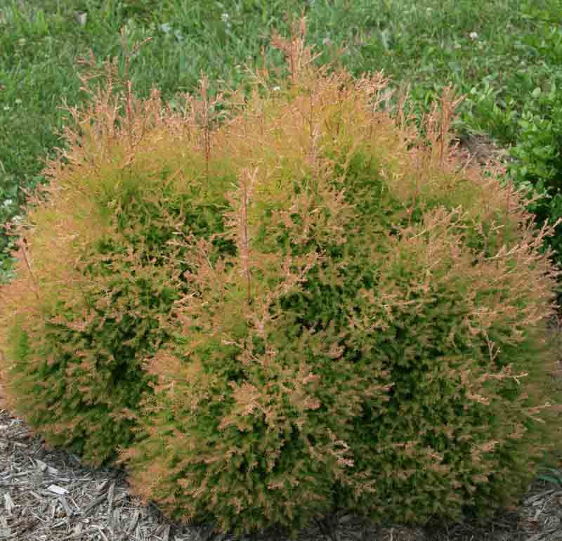 Thuja occidentalis Fire Chief (American Arborvitae)