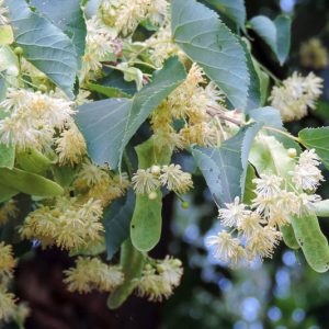 Tilia x europaea, European Linden, European Lime, European Basswood, Deciduous Tree, Fall Color