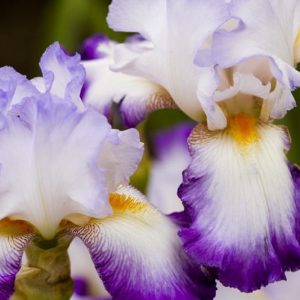 Bearded Irises, Tall Bearded Irises, Favorite Bearded Irises, Award-Winning Irises, Dykes Medal, Iris Bloom Times, Early season Irises, Late Season Irises, Early Irises, Late Irises