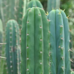 Trichocereus pachanoi, San Pedro Cactus, Columnar Cactus, Columnar Succulent