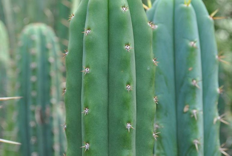 Trichocereus pachanoi, San Pedro Cactus, Columnar Cactus, Columnar Succulent