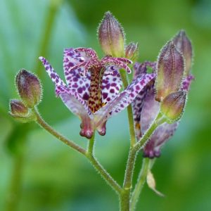 Tricyrtis Blue Wonder, Toad Lily 'Blue Wonder', Japanese Toad Lily, Purple flowers, flowers for shade, Fall perennial, Shade perennial