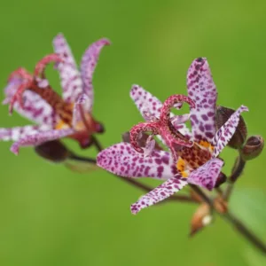 Tricyrtis Formosana 'Dark Beauty', Toad Lily 'Dark Beauty', Purple flowers, flowers for shade, Fall perennial, Shade perennial