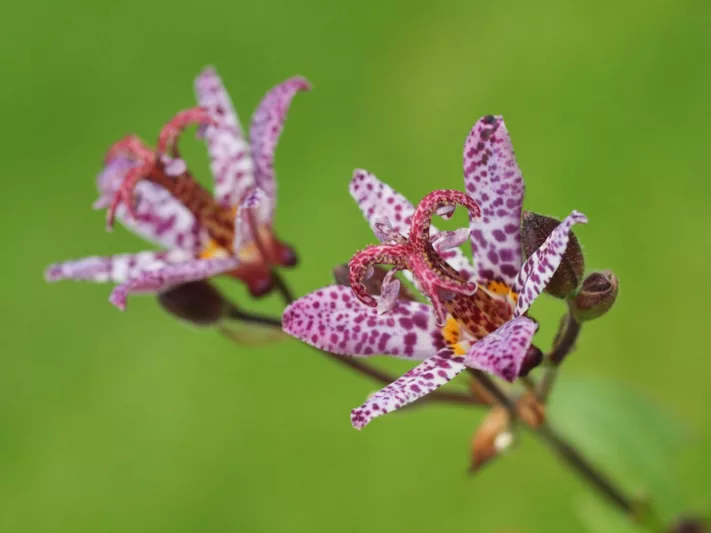 Tricyrtis Formosana 'Dark Beauty', Toad Lily 'Dark Beauty', Purple flowers, flowers for shade, Fall perennial, Shade perennial