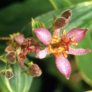 Tricyrtis Formosana 'Samurai', Toad Lily 'Samurai', Purple flowers, flowers for shade, Fall perennial, Shade perennial