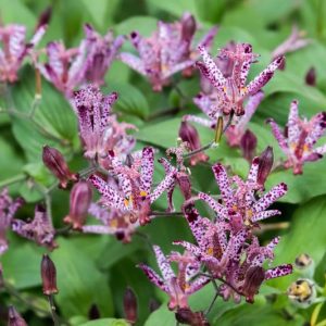 Tricyrtis Sinonome, Toad Lily 'Sinonome', Japanese Toad Lily, Purple flowers, flowers for shade, Fall perennial, Shade perennial