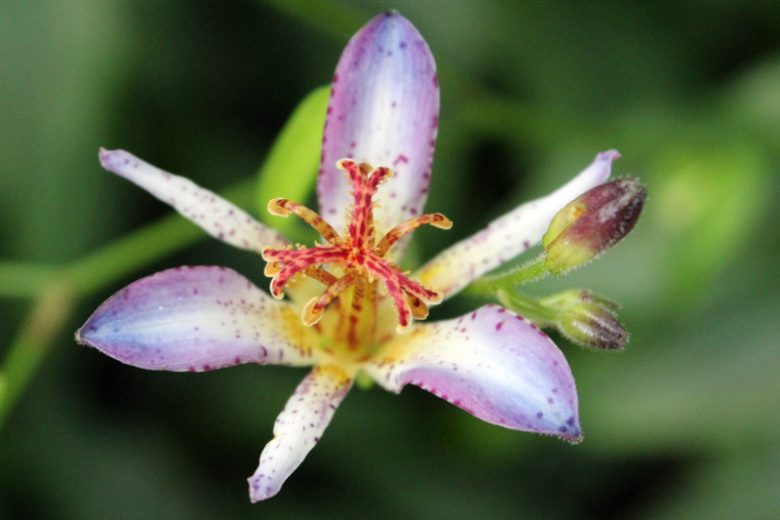 Tricyrtis Taipei Silk, Toad Lily 'Taipei Silk', Japanese Toad Lily, Purple flowers, flowers for shade, Fall perennial, Shade perennial
