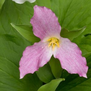 Trillium grandiflorum f. roseum, Pink Trillium, Rose-colored Wake-Robin