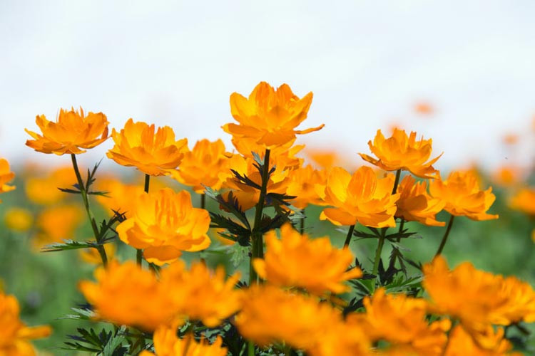 Trollius × Cultorum 'Orange Princess', Globe Flower 'Orange Princess', Globeflower 'Orange Princess', Shade plants, shade perennial, plants for shade, plants for wet soils