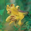 Fragrant lilies, Most fragrant lilies, Lilies for cutting, Trumpet Lilies,