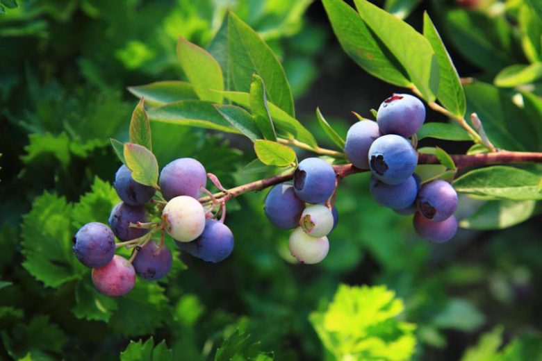 Vaccinium Angustifolium, Lowbush Blueberry, Low-Bush Blueberry, Late Sweet Blueberry, Wild Blueberry, Berries,