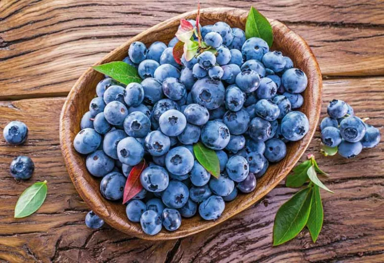 Vaccinium Blueray, Highbush Blueberry 'Blueray', Blueberry 'Blueray', Berries, Blue Berries