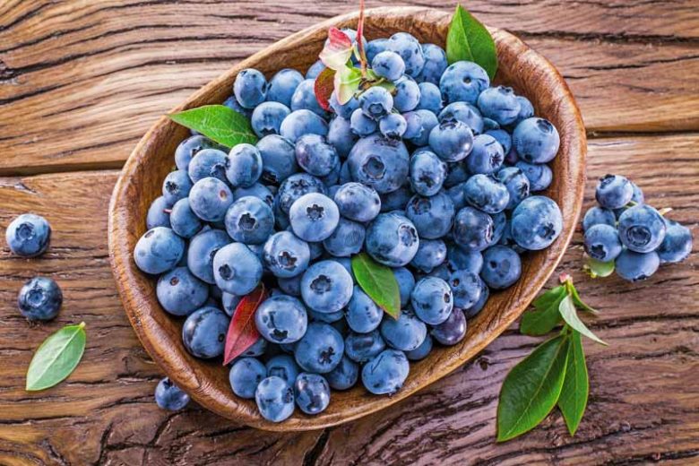 Vaccinium Blueray, Highbush Blueberry 'Blueray', Blueberry 'Blueray', Berries, Blue Berries