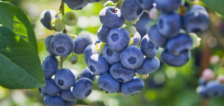 Vaccinium Chippewa, Highbush Blueberry 'Chippewa', Blueberry 'Chippewa', Half-High Blueberry 'Chippewa', Berries, Blue Berries
