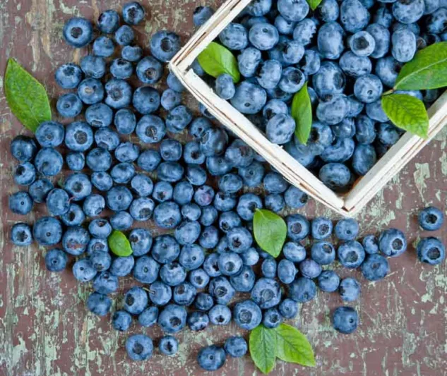 Vaccinium corymbosum 'Duke', Vaccinium Duke, Highbush Blueberry 'Duke', Blueberry 'Duke', Berries, Blue Berries