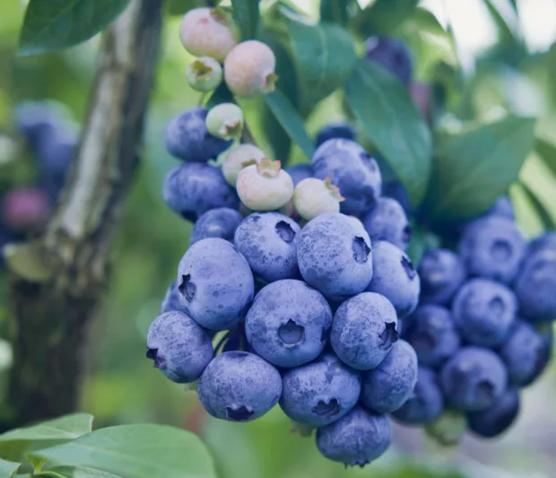 Vaccinium corymbosum Berkeley, Highbush Blueberry 'Berkeley', Blueberry 'Berkeley', Berries, Blue Berries