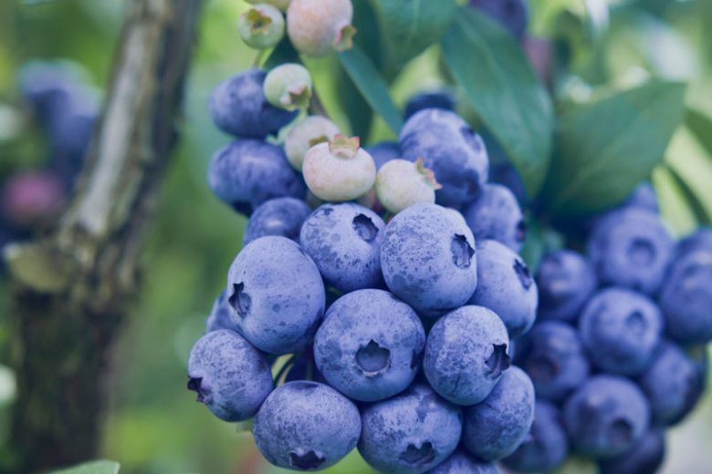 Vaccinium corymbosum Berkeley, Highbush Blueberry 'Berkeley', Blueberry 'Berkeley', Berries, Blue Berries