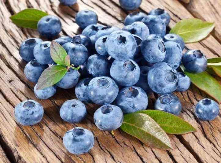 Vaccinium corymbosum Bluecrop, Highbush Blueberry 'Blue Crop', Blueberry 'Blue Crop', Berries, Blue Berries
