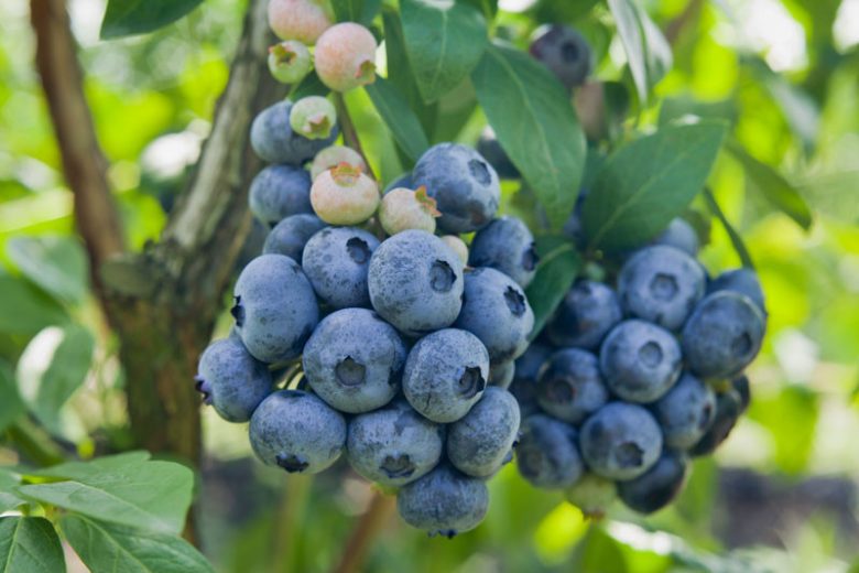 Vaccinium corymbosum Chandler, Highbush Blueberry 'Chandler', Blueberry 'Chandler', Berries, Blue Berries