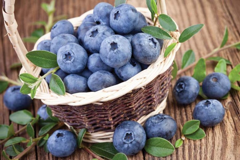 Vaccinium corymbosum 'Northland', Highbush Blueberry 'Northland', Blueberry 'Northland', Half-High Blueberry 'Northland', Berries, Blue Berries